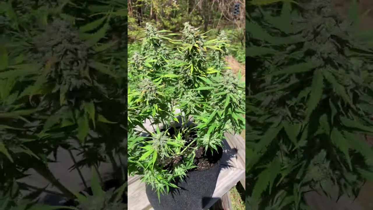 Pineapple Express Auto Harvest Day