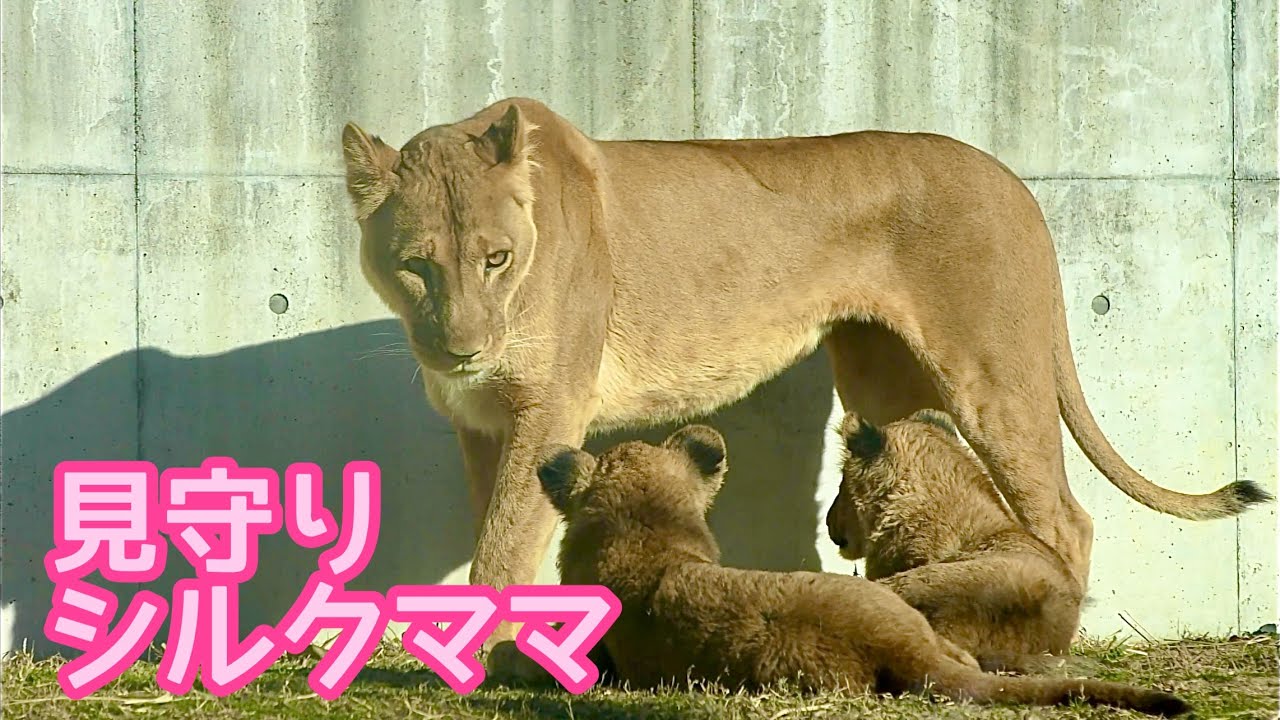 シルクママに見守られるデンくんアルくん【のんほいパーク】Lion Silk Den Al Toyohashi Zoo 