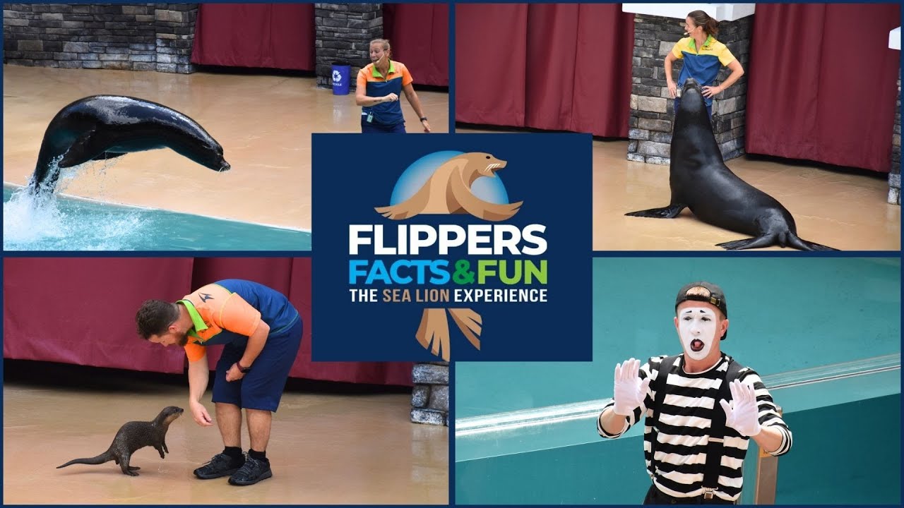 Flippers, Facts, and Fun |New Sealion Show at Seaworld Orlando