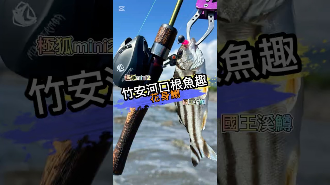 路亞釣遊-竹安河口根魚趣-花身鯻