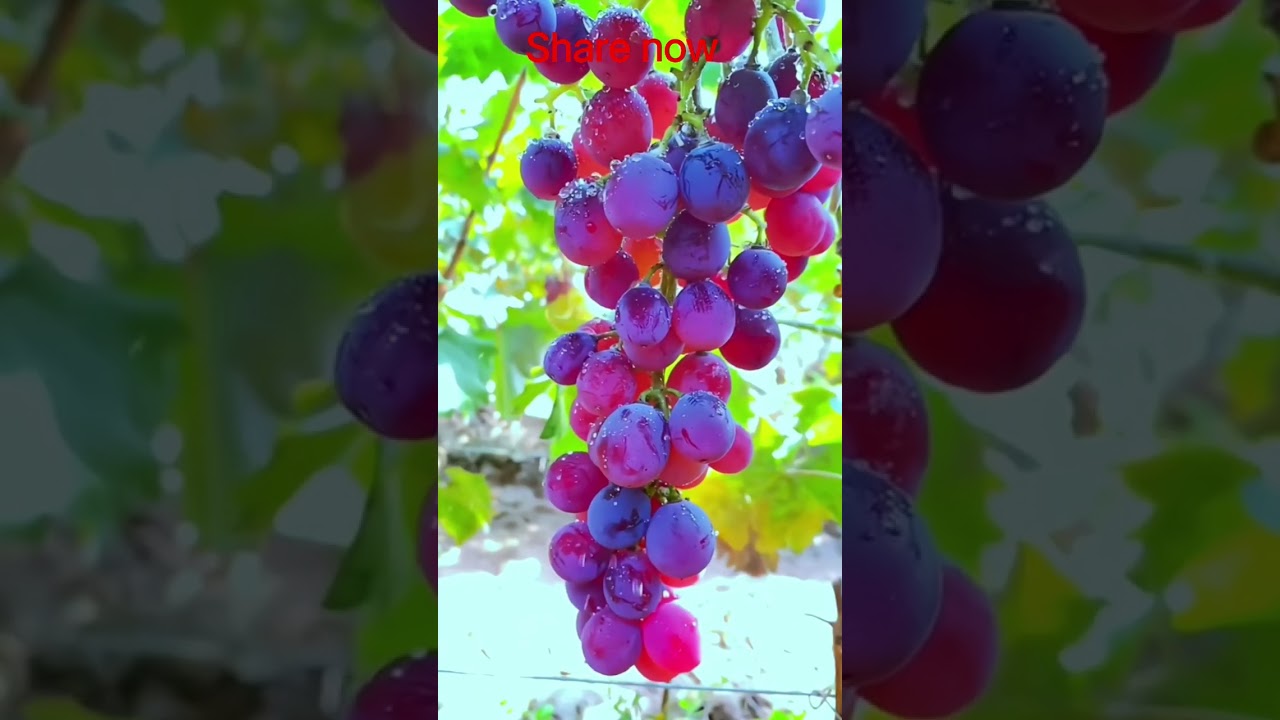 Garden Harvest ASMR 🍇🌧️ 