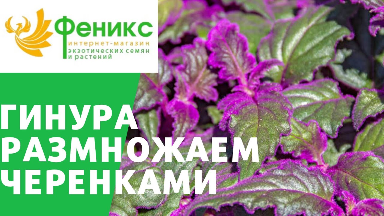 Гинура размножение черенками