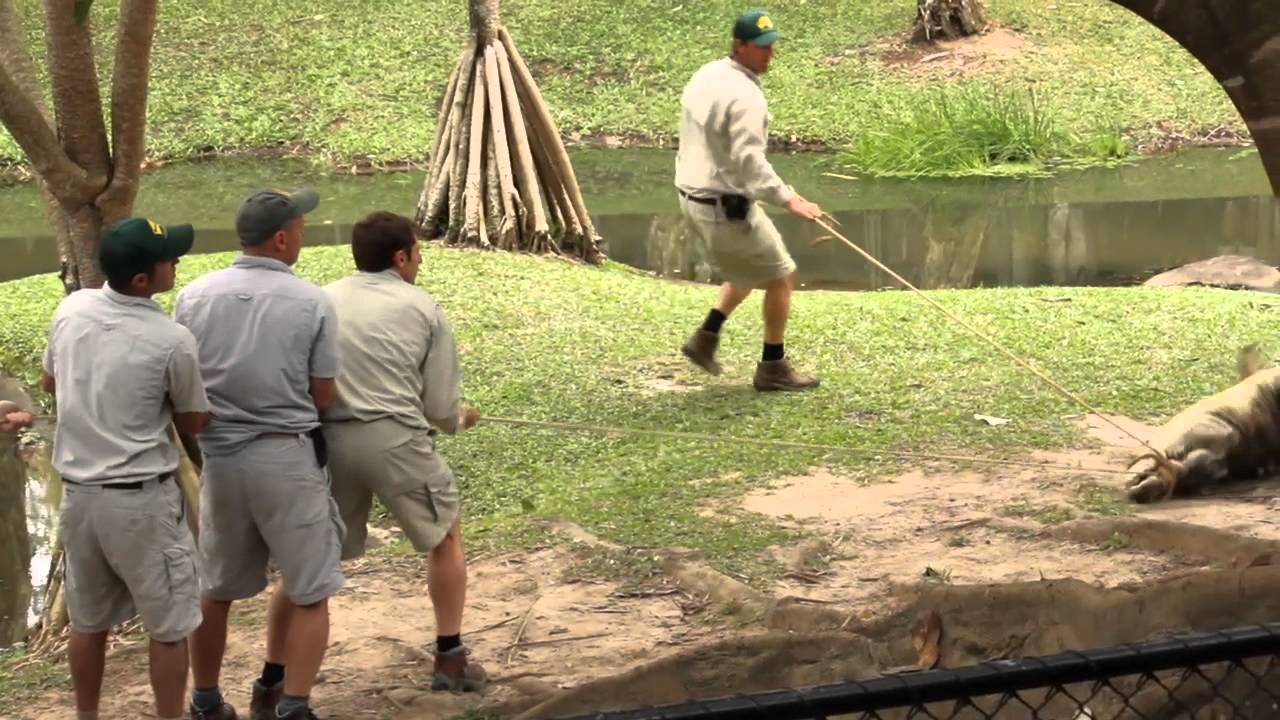 Australia Zoo Agro the croc move June 2011