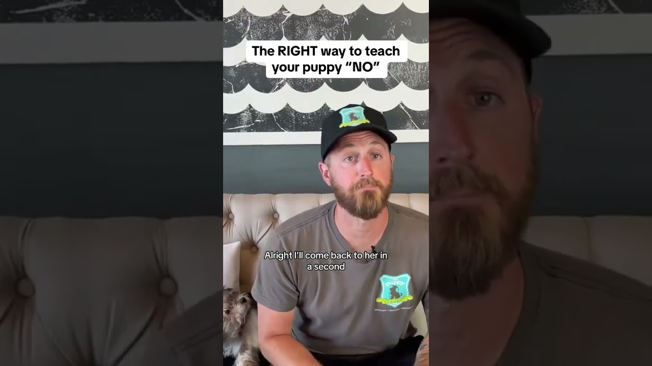 The RIGHT Way to Teach Your Puppy 