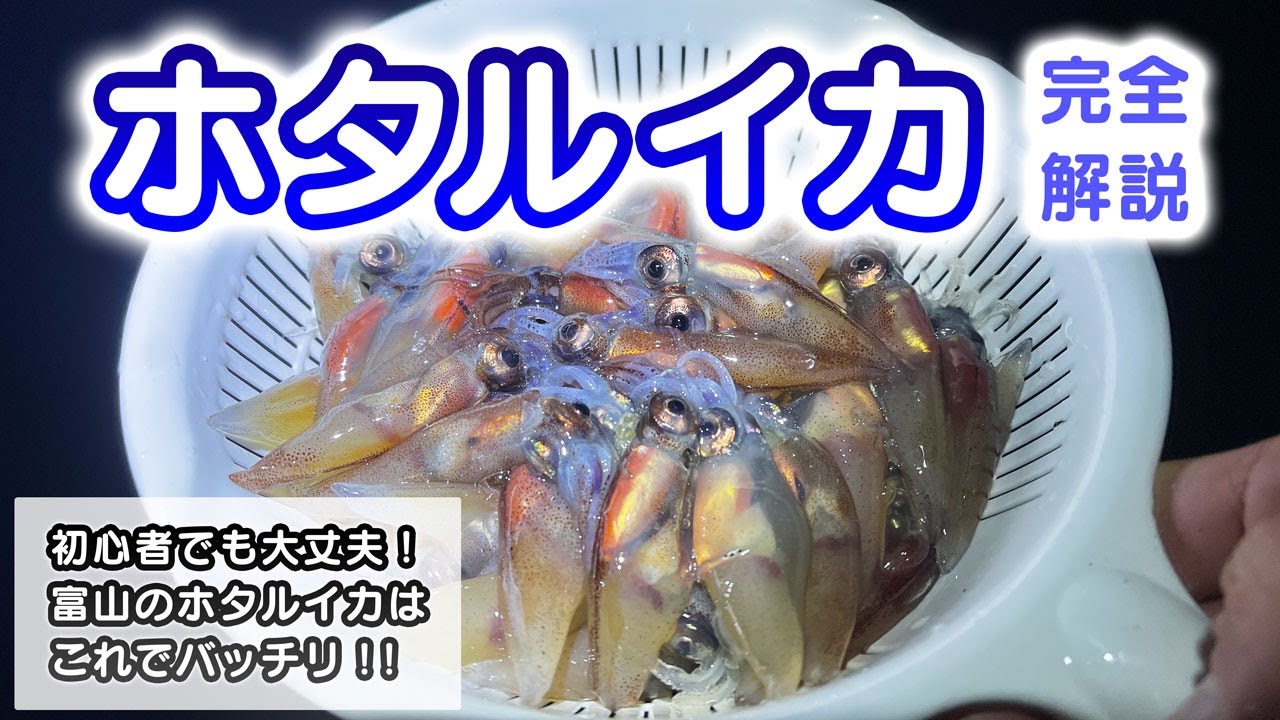 【完全解説】ホタルイカ身投げ！必要な道具や富山県の人気スポット(岩瀬浜・八重津浜など)を徹底的に紹介【初心者でも安心】