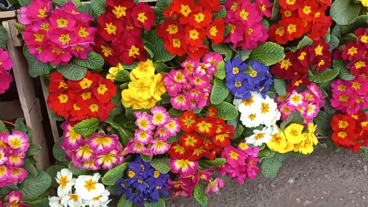 26 ФЕВРАЛЬ  ОЛИМ ДОДА ГУЛЛАРИ🌹🥀🌹🥀☘️🍁☘️🍁🌹🥀☘️🍁🌹🥀☘️🍁🌹🥀☘️