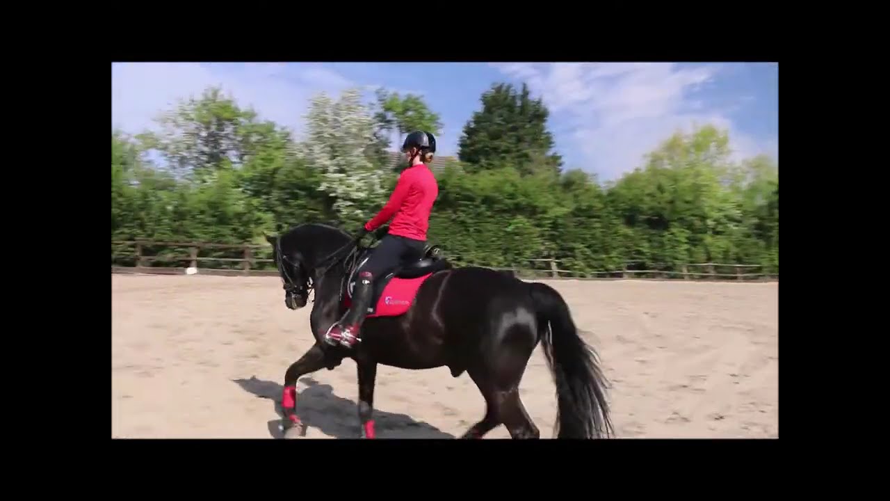 Exercise for Developing Expression in the Trot - Dressage Training Series