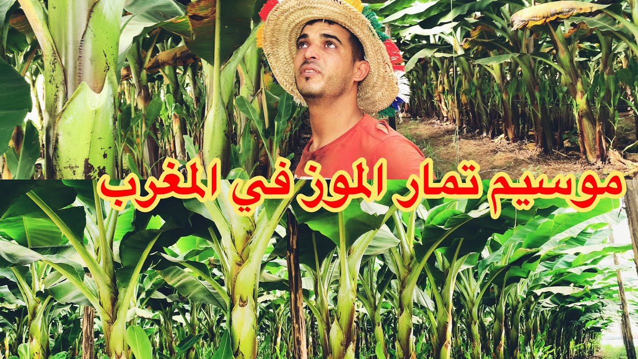 موسم تمار الموز خطوة بخطوة Banana tamar season in Morocco