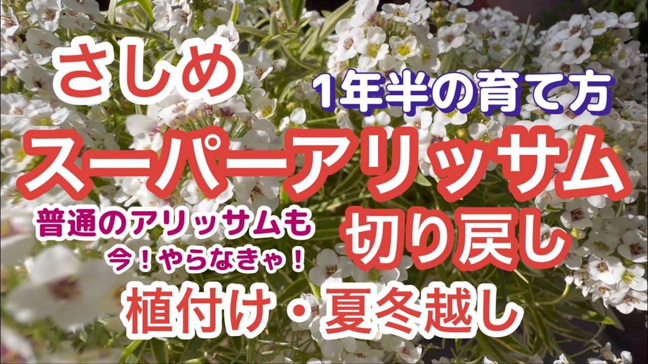 【スーパーアリッサム】【切戻し・さしめ】失敗例と注意・植付けから1年半・夏越し・冬越し