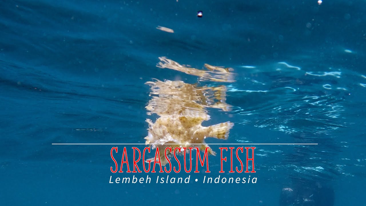 Sargassum Frogfish Lembeh - Indonesia