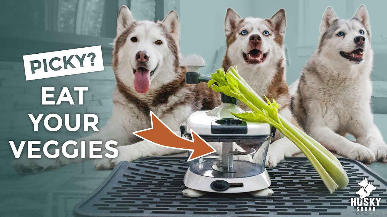 How I Trick My Dogs To Eat VEGGIES + Health Tips For Dogs