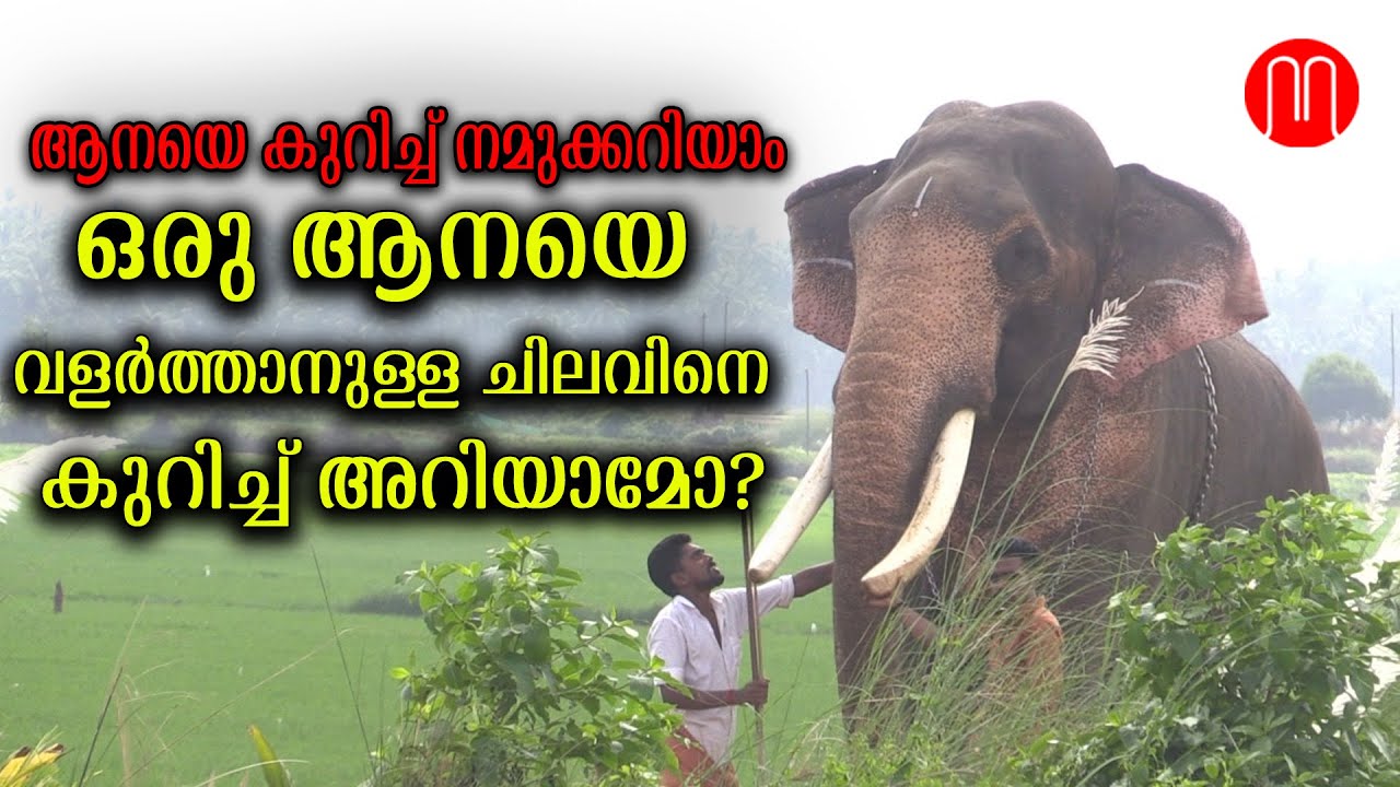 ആനയെ കുറിച്ച് നമുക്കറിയാം, ഒരു ആനയെ വളർത്താനുള്ള ചിലവിനെ കുറിച്ച് അറിയാമോ?| METRO POST