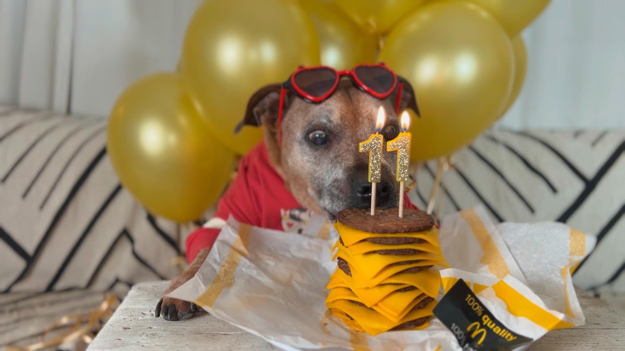 Pikelet's 11th Gotcha Day