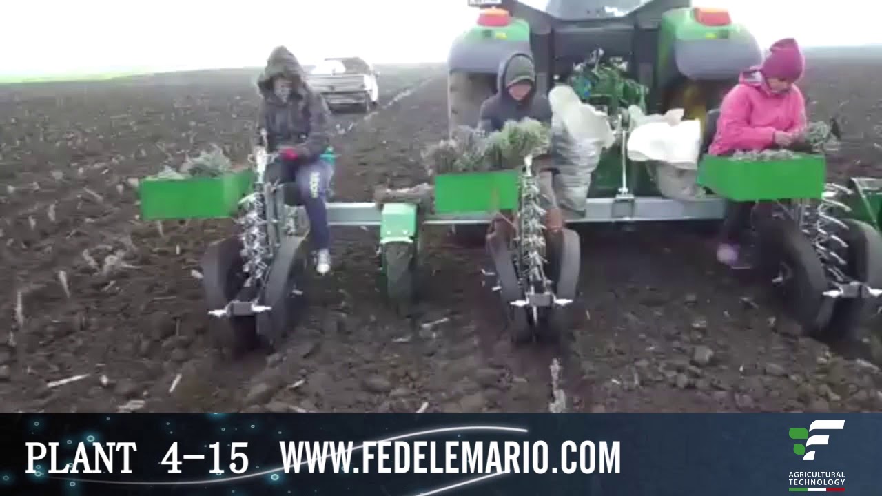 Trapiantatrici a pinze FEDELE  radice nuda-Lavanda-Finger transplanter for bare root plants-lavender