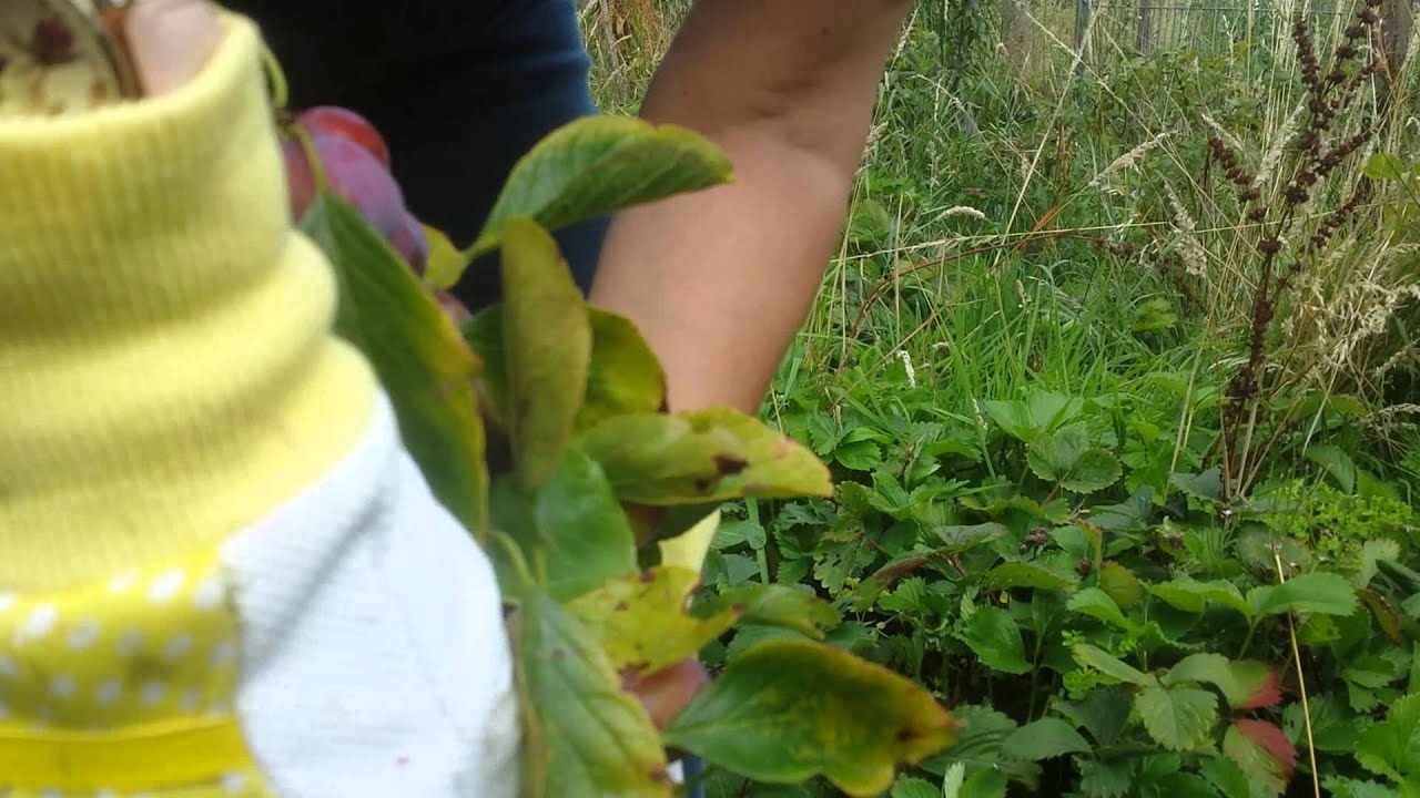 Harvesting Plum variety Opal 2015