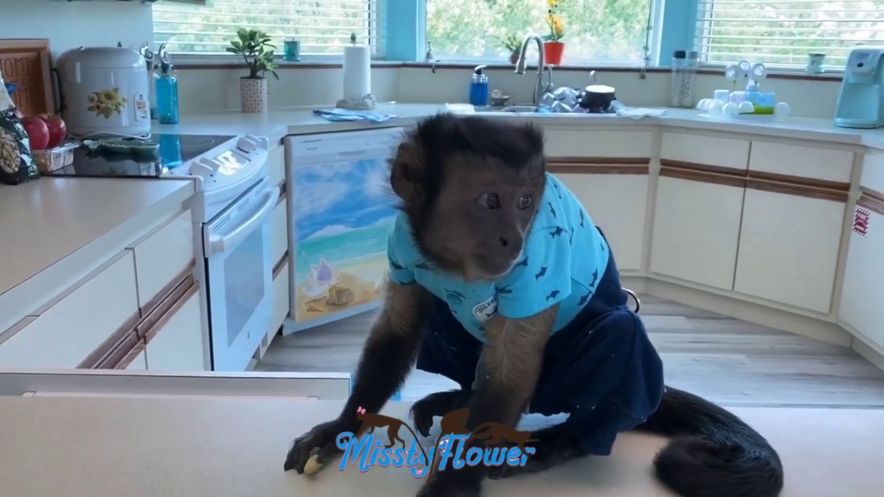 Living with Monkeys, Monkey See Monkey Do. Toby, Angelika & Russel (Subscribe🔔here for more🐒videos