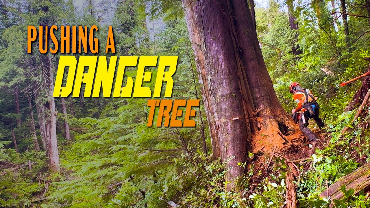 122. Falling a Heavy Leaner Sidehill | Pushing a Dangerous Tree