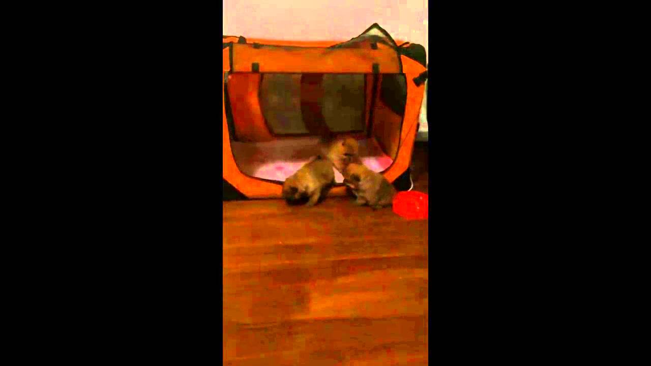 miracledivin pomeranskiy spitz1