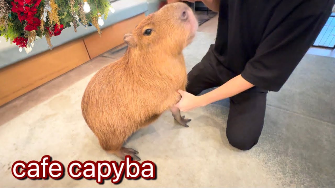 Cafe Capyba, красивое кафе капибары в тихом жилом районе Токио *Япония