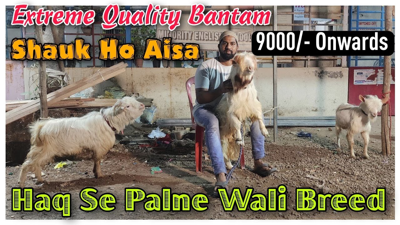 9000/- Onwards Se Bantam Male Female Goat | Bantam Goat Farm In Panvel | @Rizwankranti