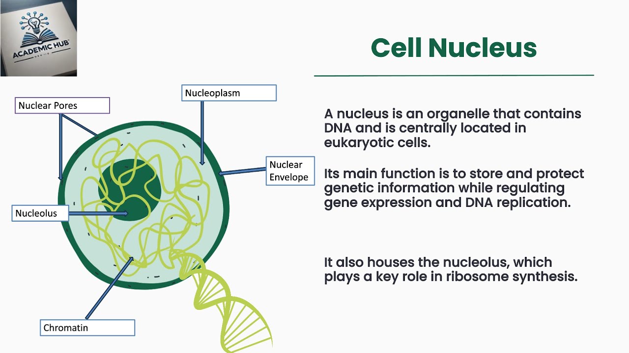 What is Cell Nucleus? | The Cell Nucleus: Structure, Function, and DNA's Control Center