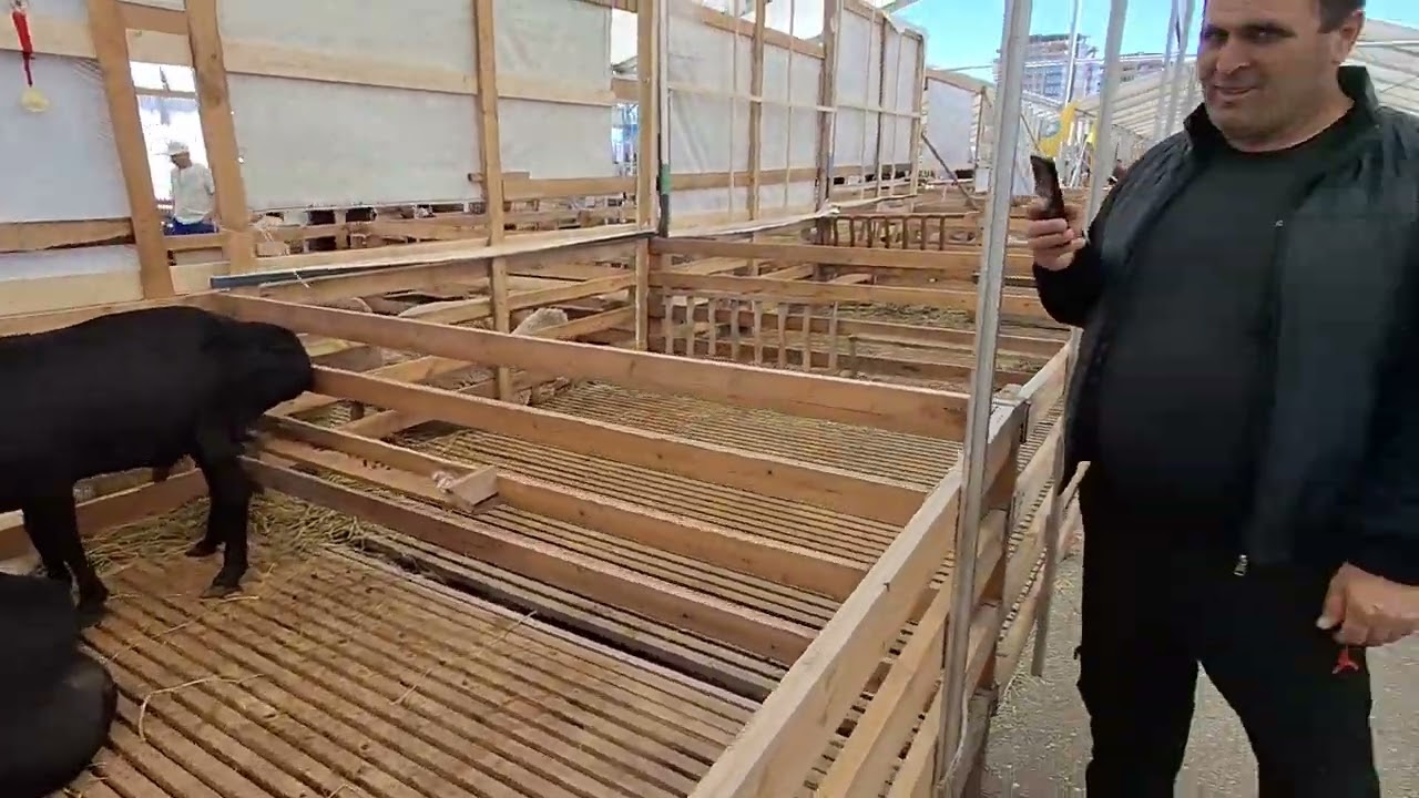 Посетил выставку племенных овец  | Город Каспийск .Дагестан