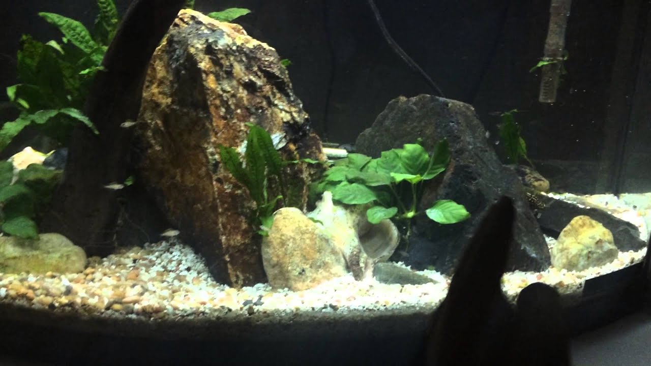 Caudopunctatus and Julidochromis Marlieri Fry update
