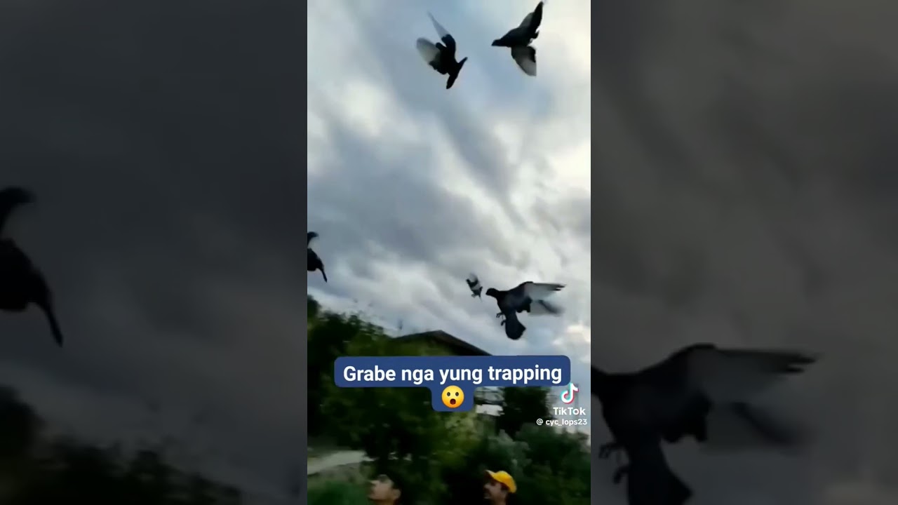 BEST PIGEON TRAPPING! #shorts
