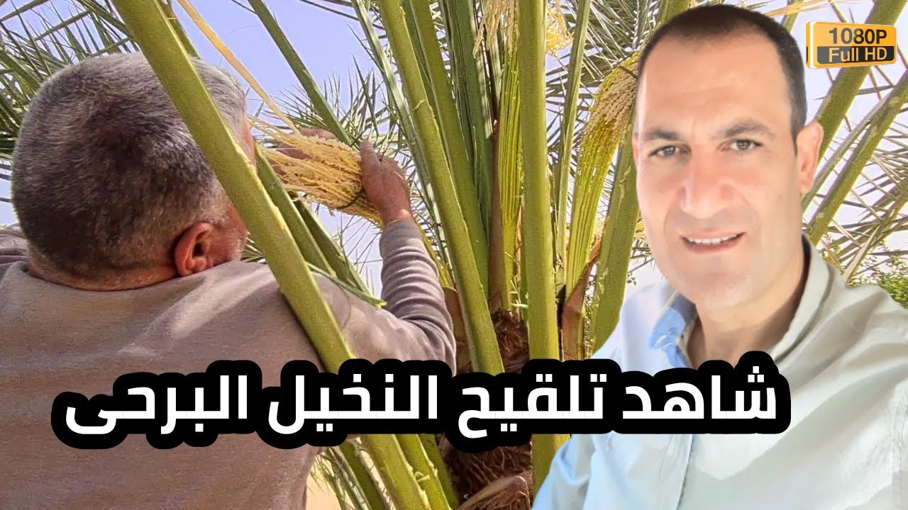 تلقيح النخيل البرحي بطريقة جديدة 