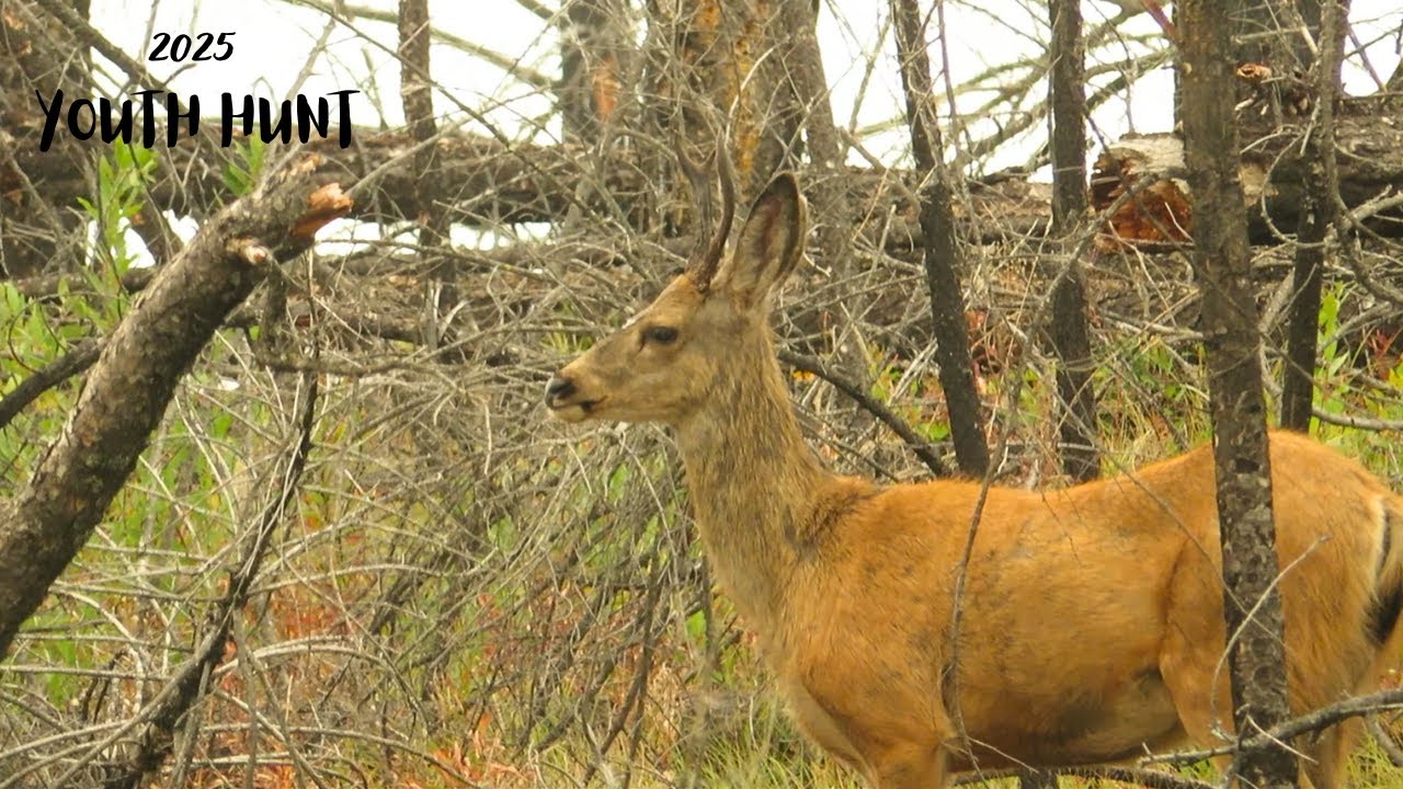 September Deer Hunting BC 2025