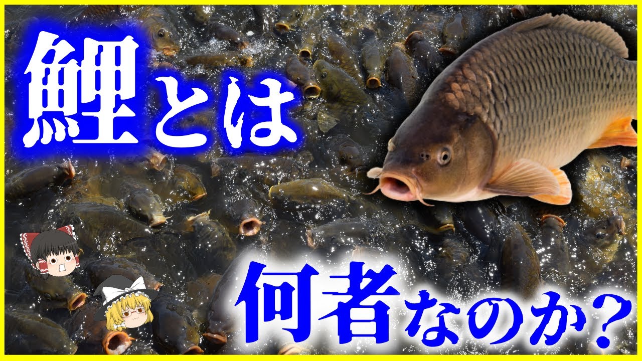 【ゆっくり解説】ヤバすぎる繁殖力…「鯉」とは何者なのか？を解説/コイは日本固有種？外来種？寿命は最長200年⁉海外でも大暴れ⁉