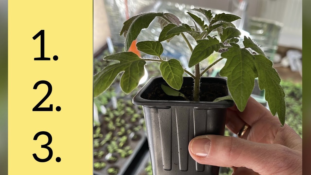 Vrei rasaduri frumoase? Aceste trei conditii sunt esentiale ! 🌱🌱🌱