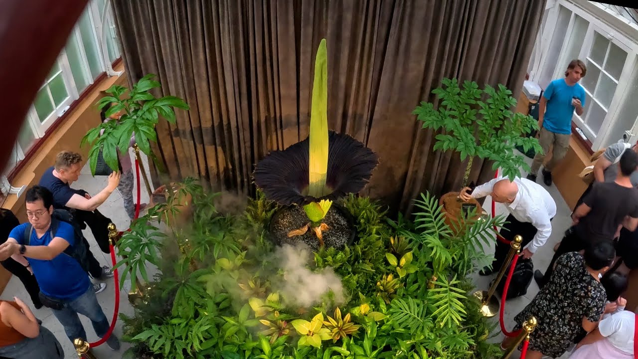Timelapse: Putricia the Corpse Flower in bloom