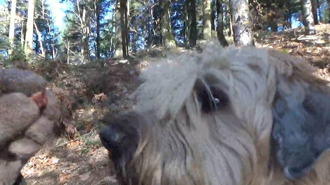 Wheaten Terrier Pup | Gimme Kiss