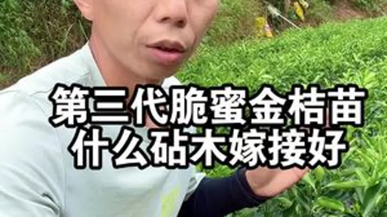 第三代脆蜜金桔苗，用什么砧木嫁接比较好呢？ #脆蜜金桔 #果苗供应 #融安金桔
