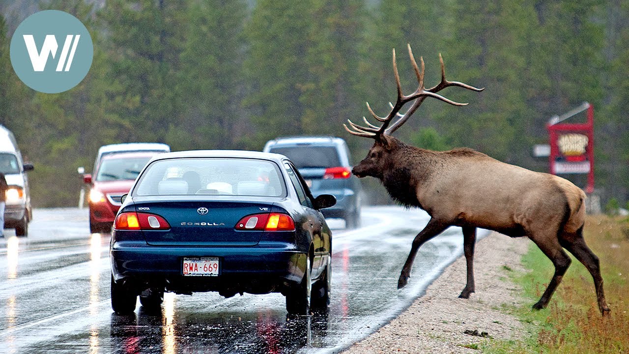 Highway durch die Rocky Mountains - Herbst | Tiere vor der Kamera (2011) | Folge 47/57