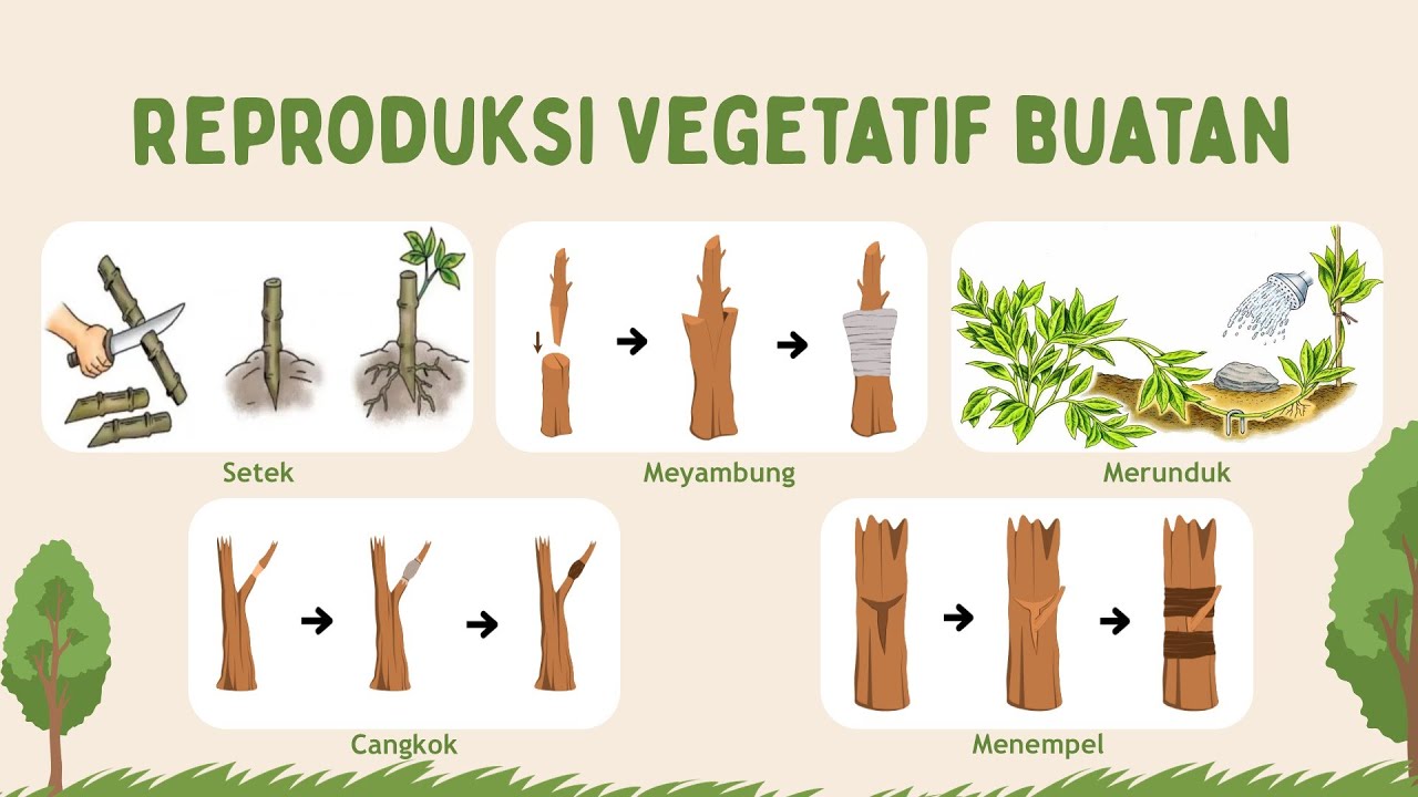 Reproduksi Vegetatif Buatan IPA Kelas 9 (Bio Sains)