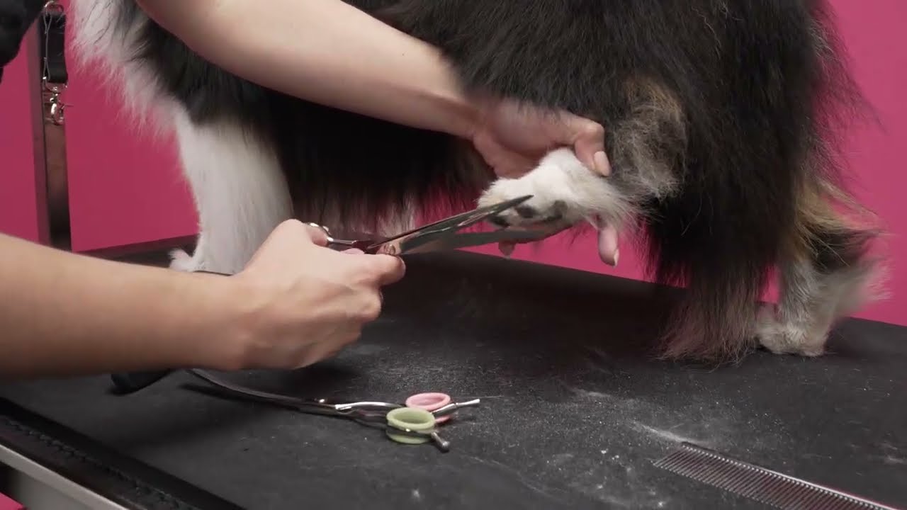 How to Trim Sheltie Feet w/ Tess Oliver