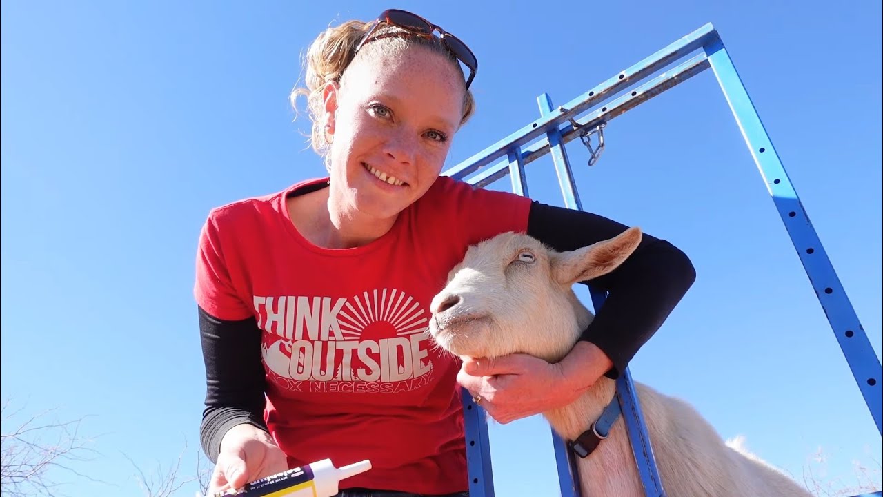 22 Pregnant Goats On The Stand!  CD&T, Selenium & Trimming Hooves Part 1