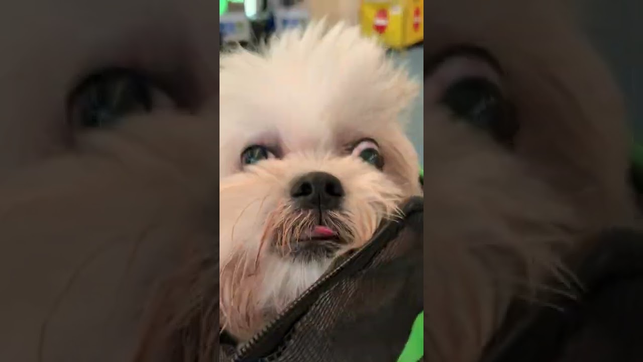 How to travel with dog in the cabin from Philippines to Canada🇵🇭🇨🇦✈️🐶