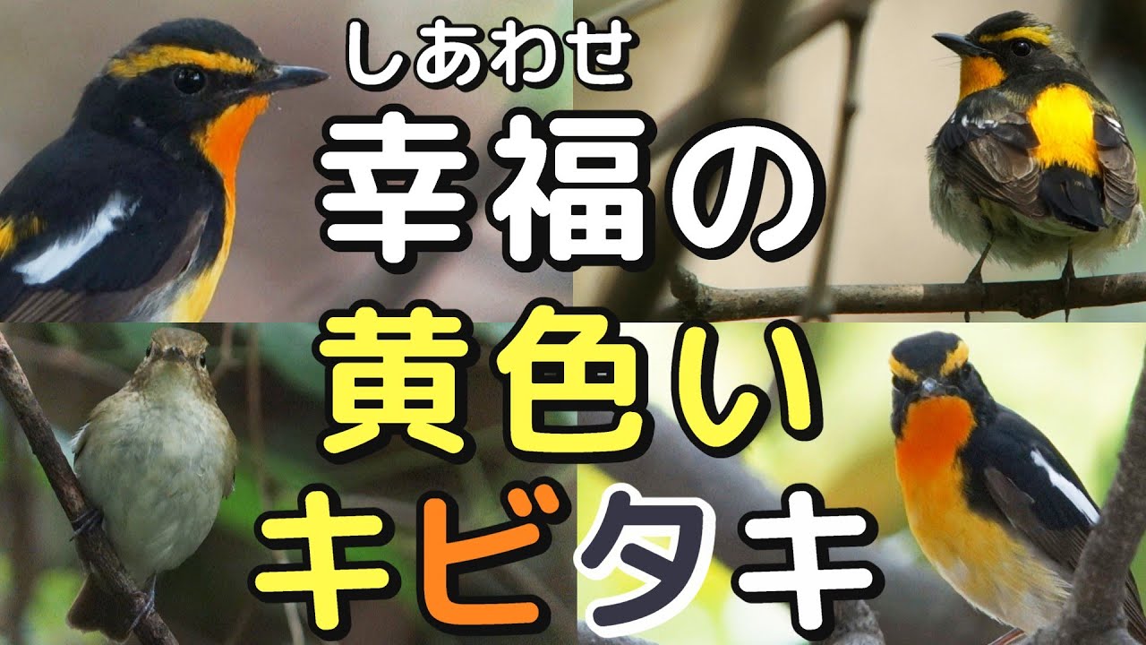天より二物を与えられし鳥！？キビタキ_地鳴き/さえずり/雌雄/雌とそっくりさん(コサメビタキ_オオルリ雌)比較/黄鶲/Narcissus Flycatcher