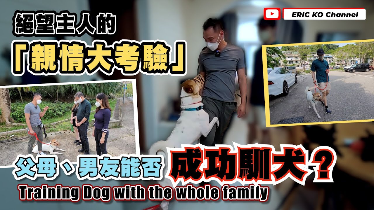 絕望主人的「親情大考驗 」父母、男友能否成功練犬?Training Dog with the whole family