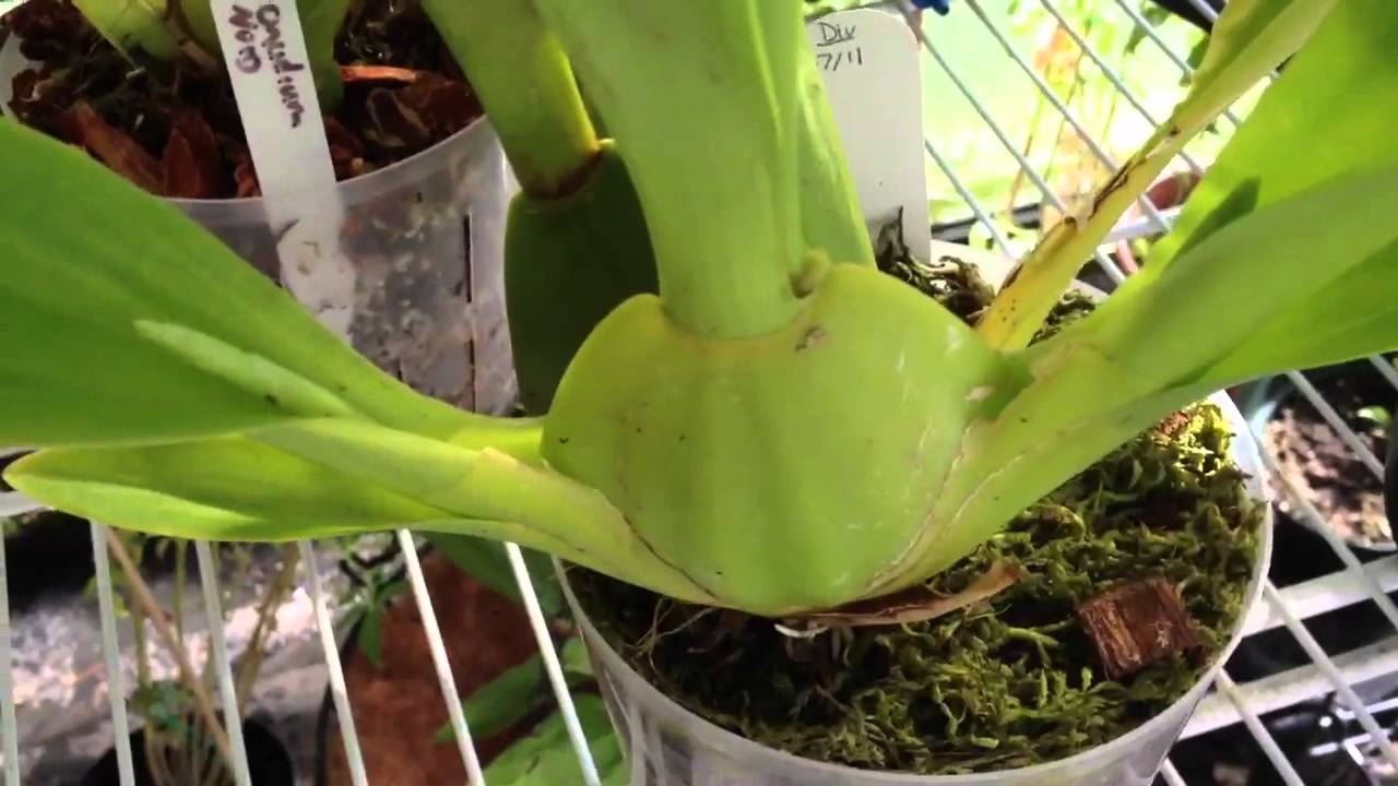Oncidium Orchid care, removing old bloom spike and how it re-blooms