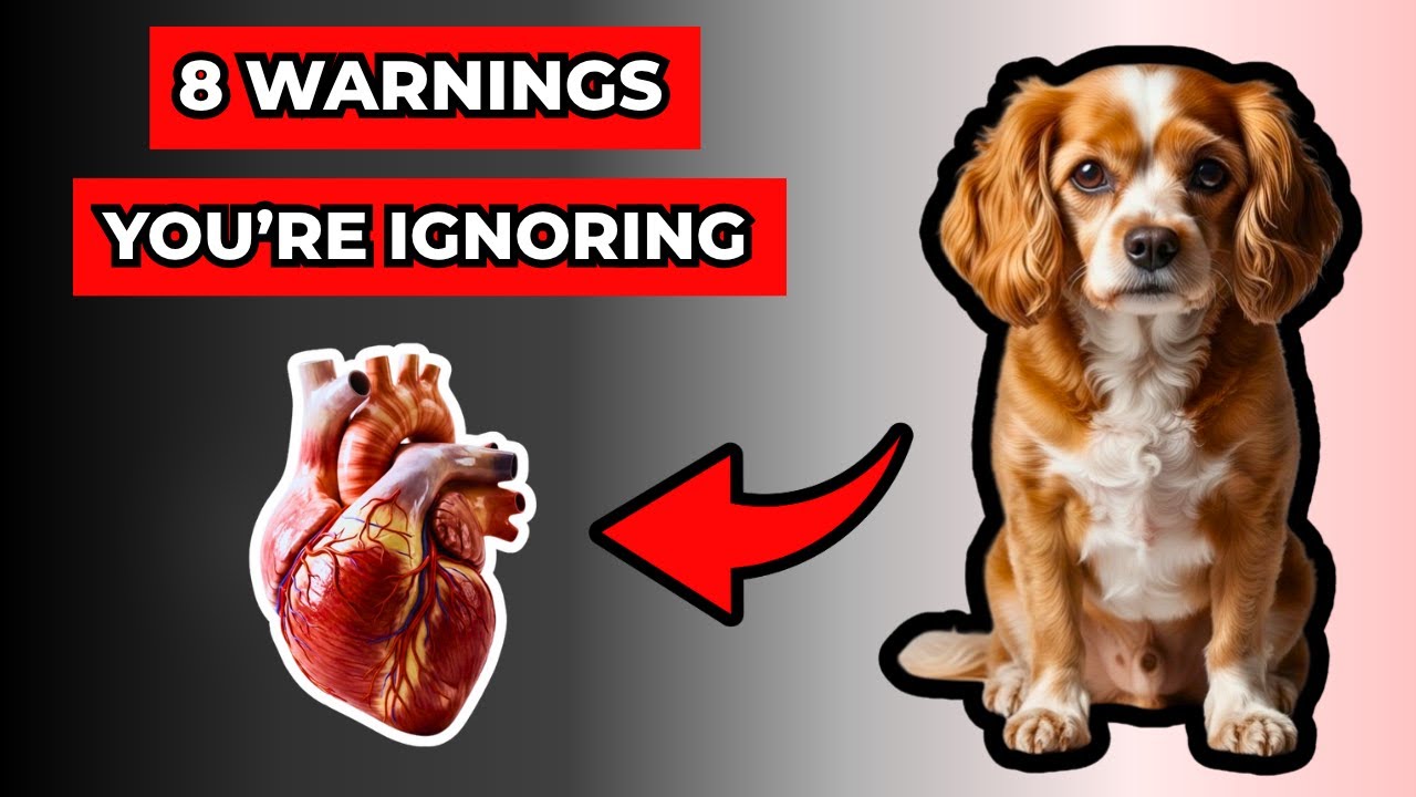 90% of Dog Owners Ignore These Heart Warning Signs