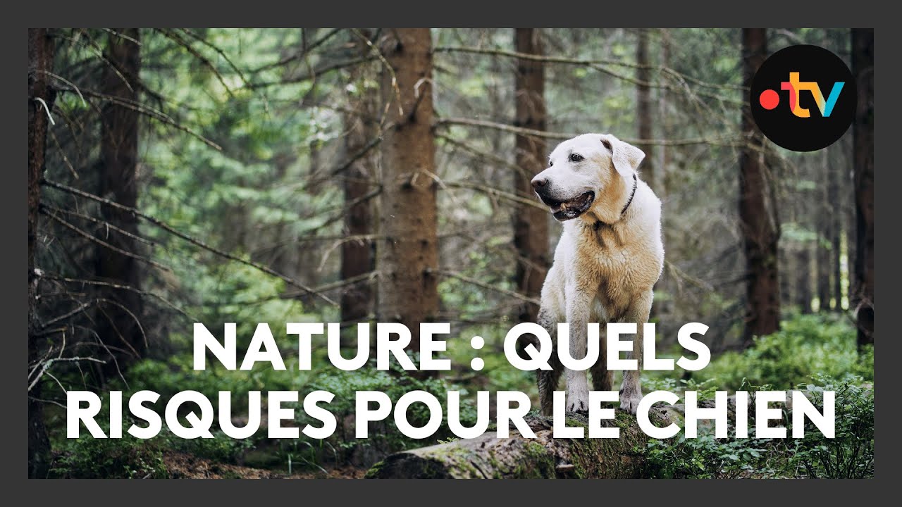 Promenades en pleine nature : les dangers qui menacent vos animaux