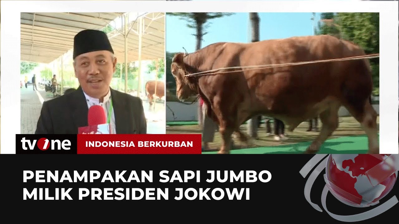 Sapi Kurban Jokowi akan Disembelih di Masjid Baiturrahman Semarang | Indonesia Berkurban tvOne