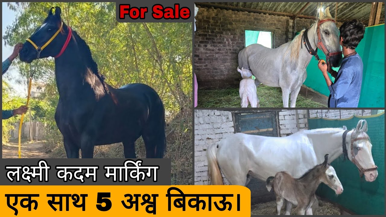 आज मिलेंगे बेहतरीन घोड़िया और घोड़े अच्छी कीमतों में , लक्ष्मी कदम अश्व भी बिकाऊ। #luxuryhorseworld 