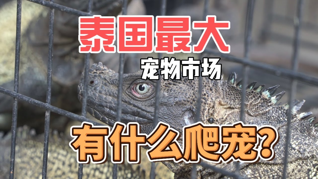 【泰国】最大宠物市场有什么爬宠？