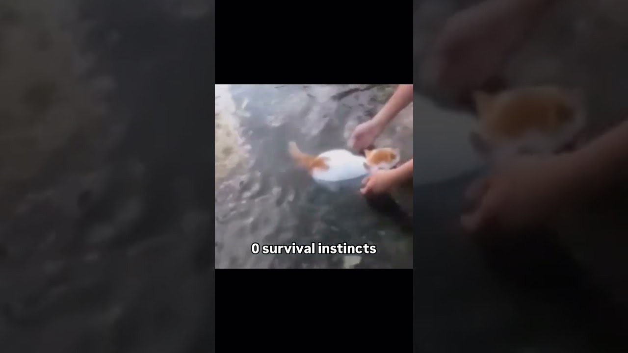 Absolutely 0 survival instincts 