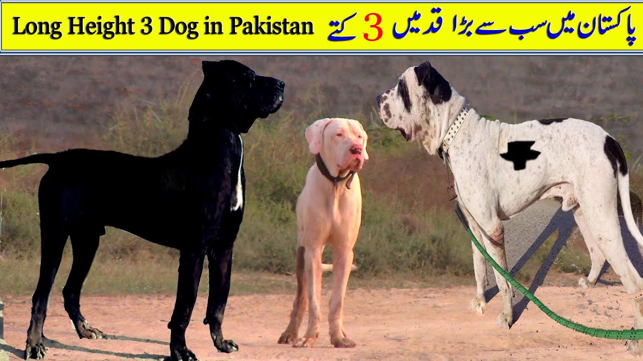 3 Big of Pakistan Bully Dog Long Height 36 Inch By Bully Dog Channel @Nafa TV HD